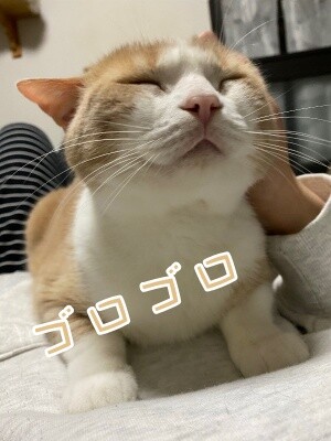 楓838
