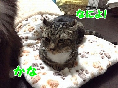 かな (30)
