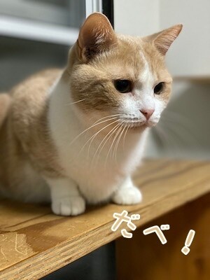楓3