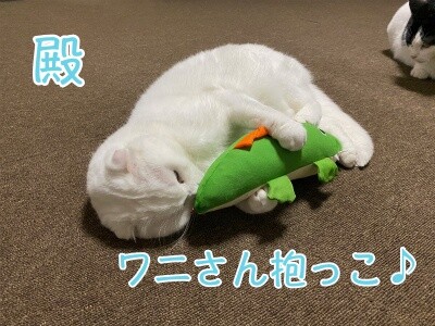 殿934