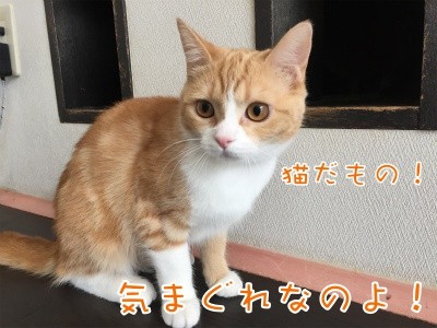 ココ19