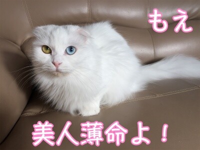 もえ29