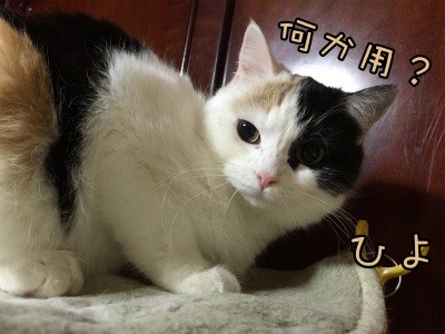 ひよ