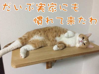 ココナッツ38