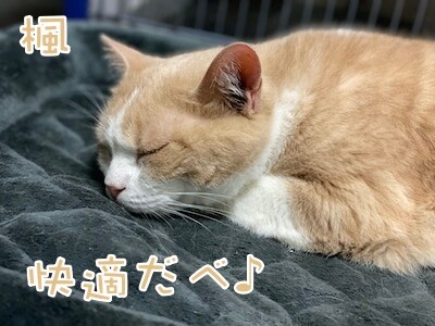 楓1364
