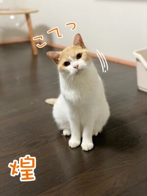 煌288