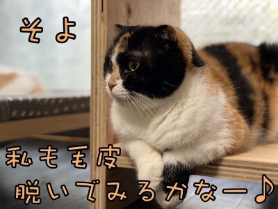 そよ171