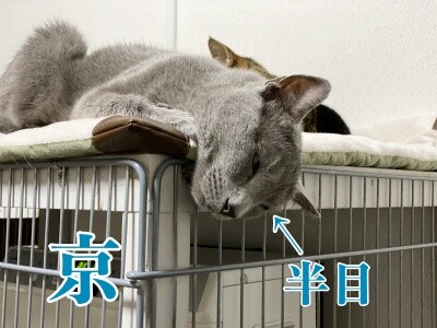 京334