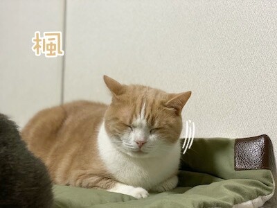 楓1263