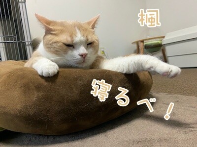 楓338