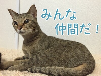 翔384
