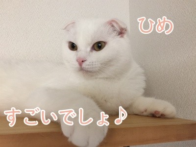 ひめ13