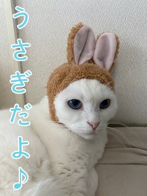 殿19