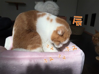 辰4