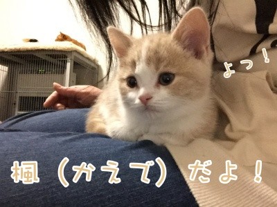 楓5