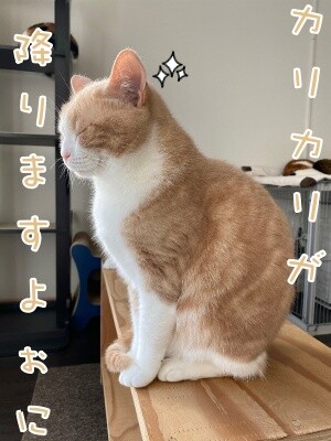 楓881