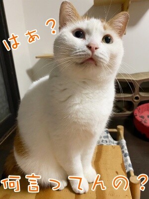 りよ311