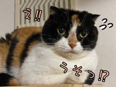 そよ233