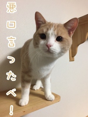 楓204