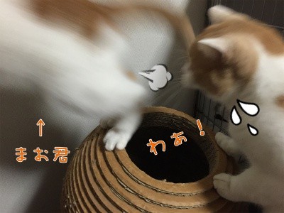 煌13