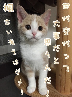 楓27