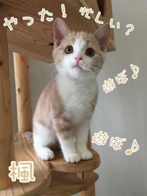 楓24