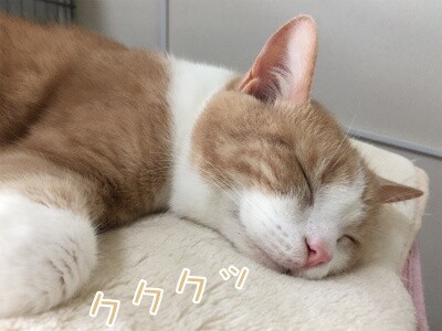 楓593
