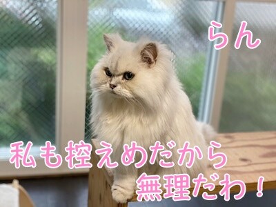 らん275