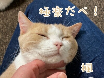 楓886