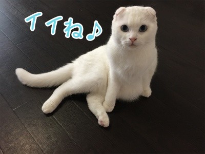 殿84