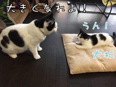珠若179