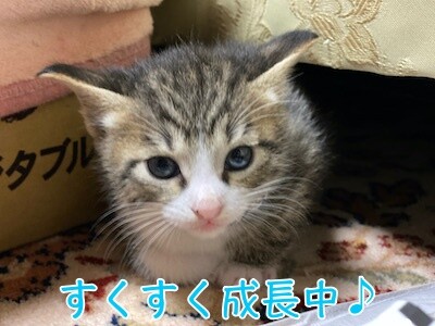 にこ家5