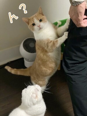 楓7