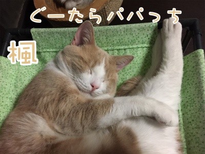 楓141