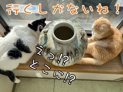 珠若46