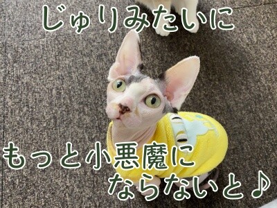 じゅり77