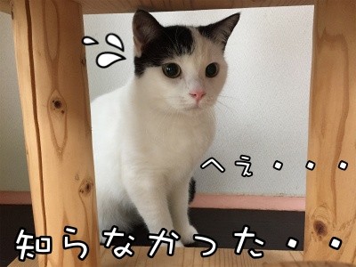 ココナッツ47
