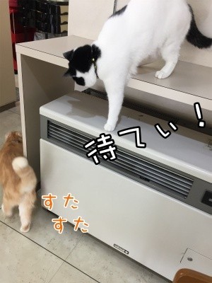 珠若144