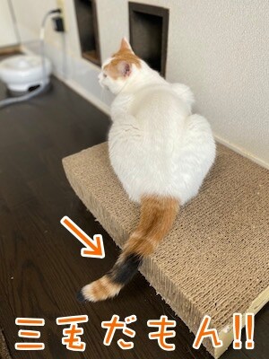 りよ88