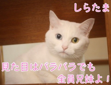 しらたま4