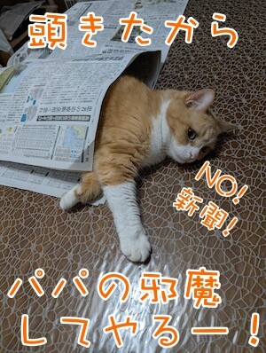 ココナッツ75