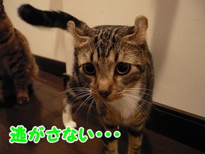 かな (10)