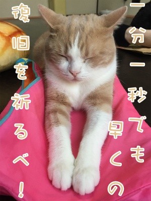 楓522