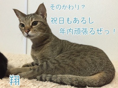 翔34