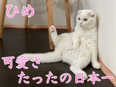 2020選挙13