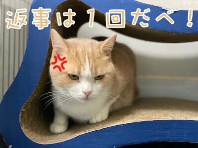 楓1279