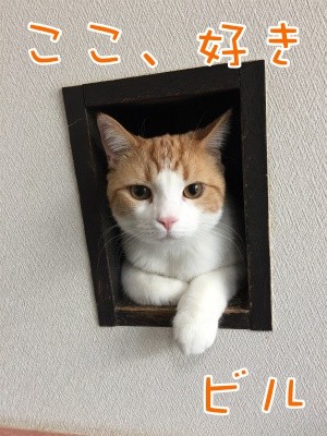ベルビル44
