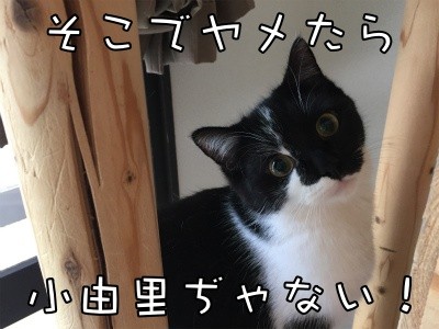茶牛67
