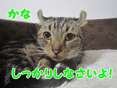 かな (5)