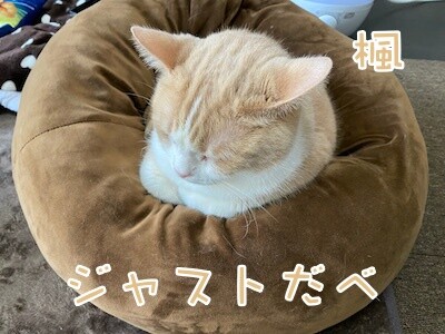 楓324